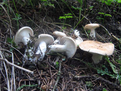 Белосвинуха горечавковая, или гриб Кошмаркина
