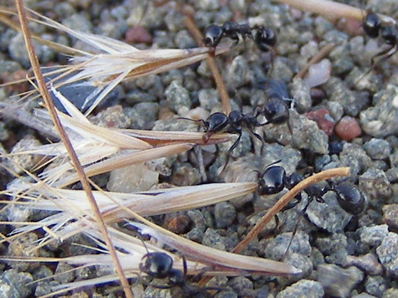 Cтепной муравей-жнец