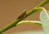Цикадка матсумурелла распростроненная Matsumurella expansa
