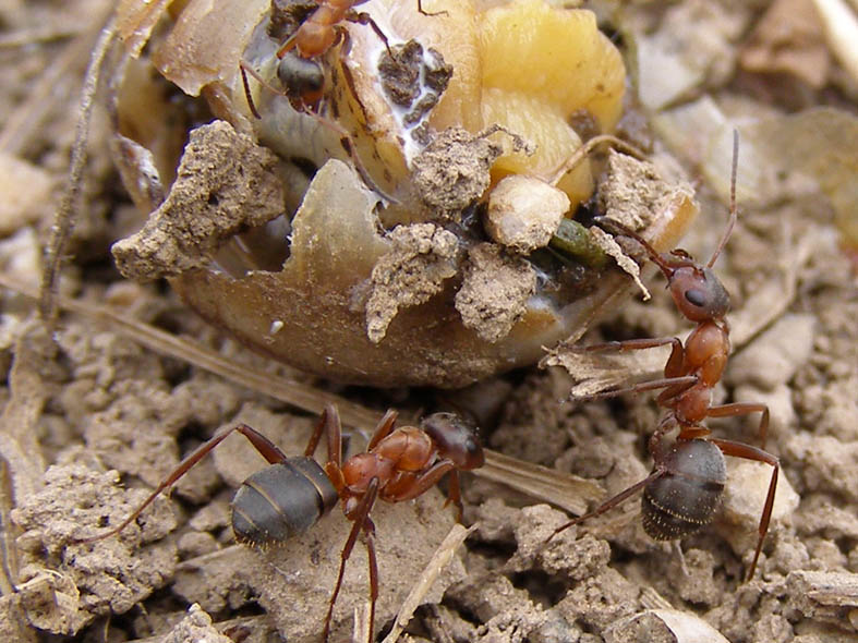 Краснощекий муравей-минер