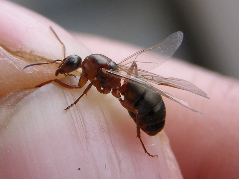 Краснощекий муравей-минер