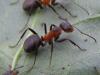 Луговой муравей 
