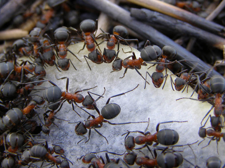 Луговой муравей