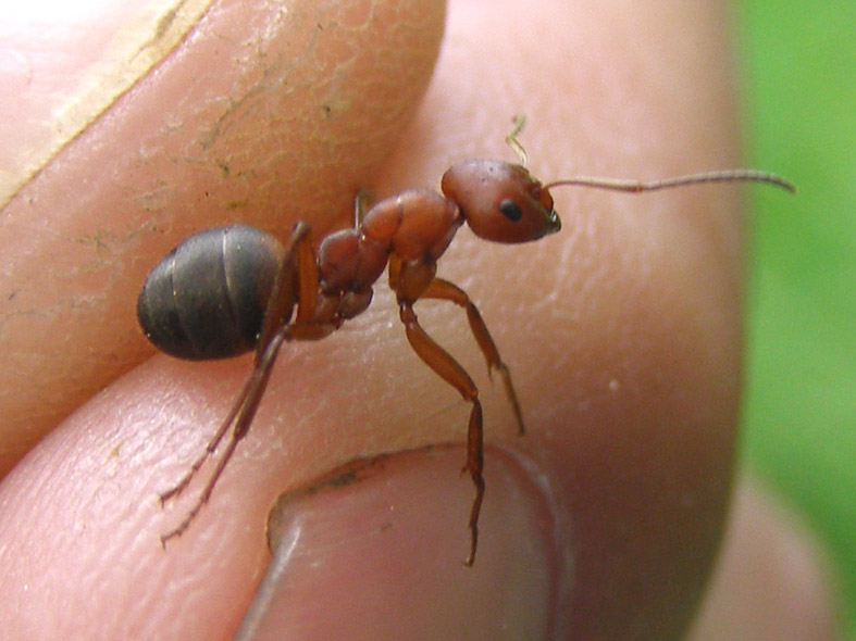 Красноголовый муравей