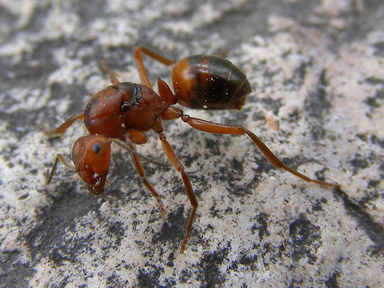 Красноголовый муравей