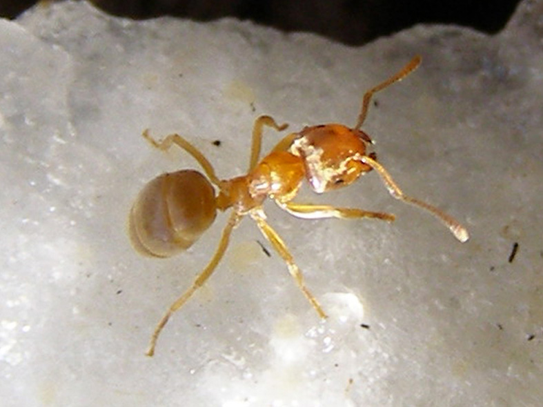 жёлтый земляной муравей
