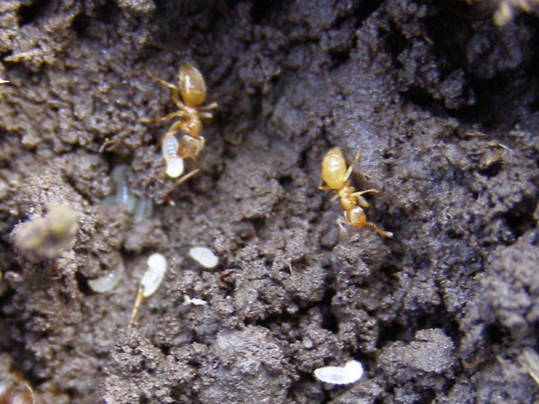 жёлтый земляной муравей