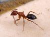 Тугайный муравей-древоточец