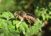 Пчела Шерстобит манжетный 