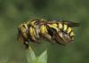 Пчела Шерстобит манжетный 