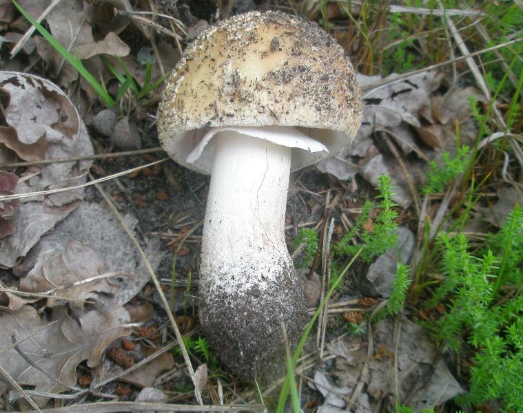 0_amanita_rubescens_1.jpg