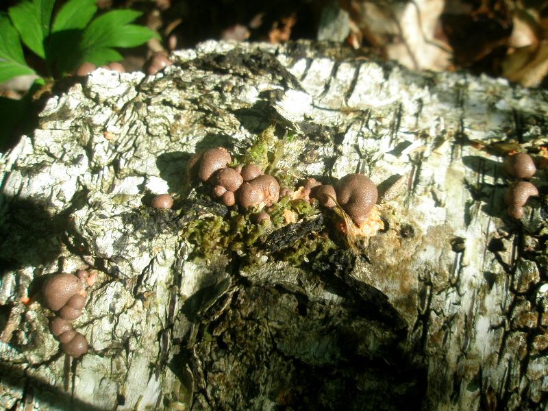 0_lycogala_epidendrum.jpg