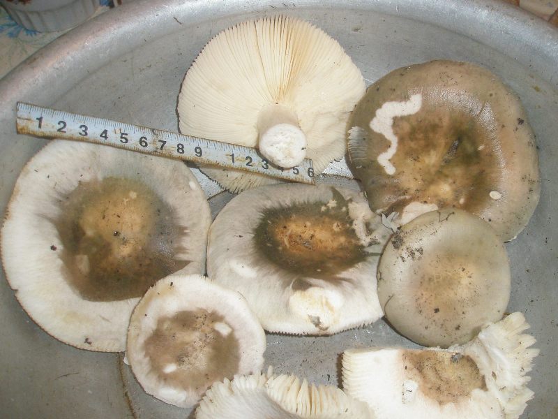 0_russula_grisea_1a.jpg