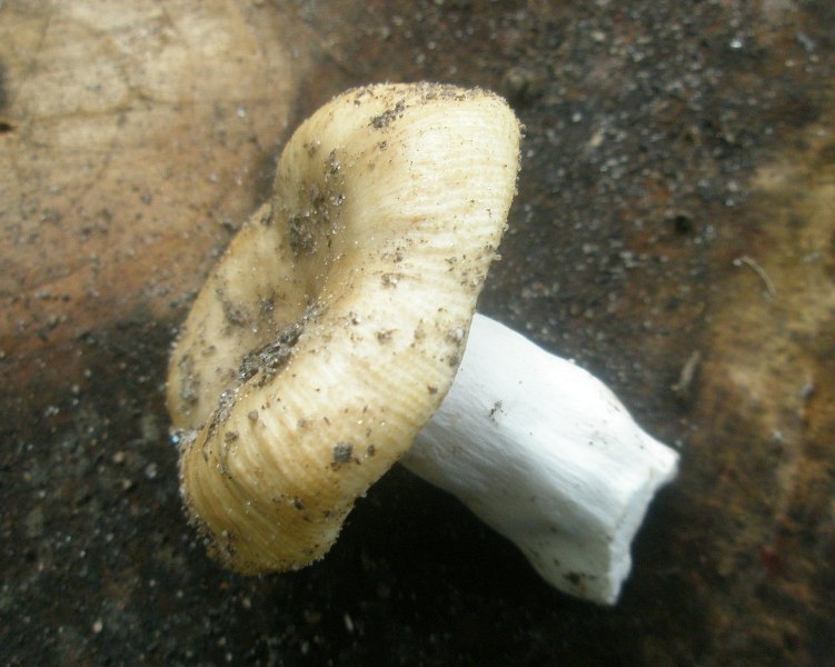 0_russula_pectinata_1.jpg