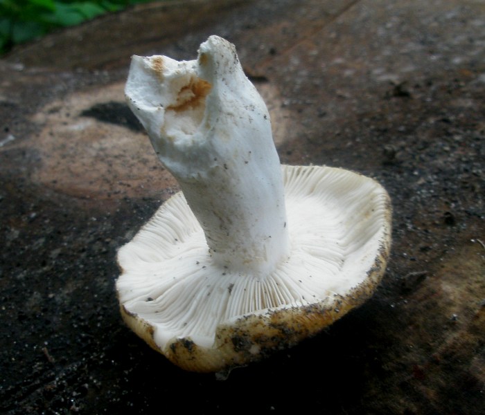 0_russula_pectinata_1a.jpg