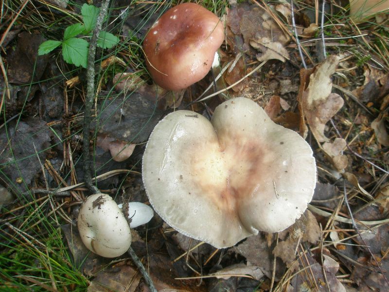 0_russula_vesca_1.jpg