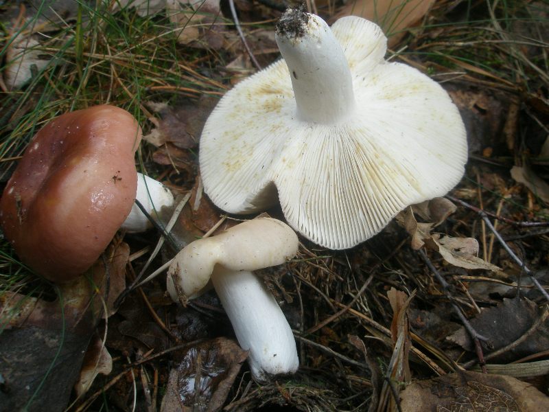 0_russula_vesca_2.jpg