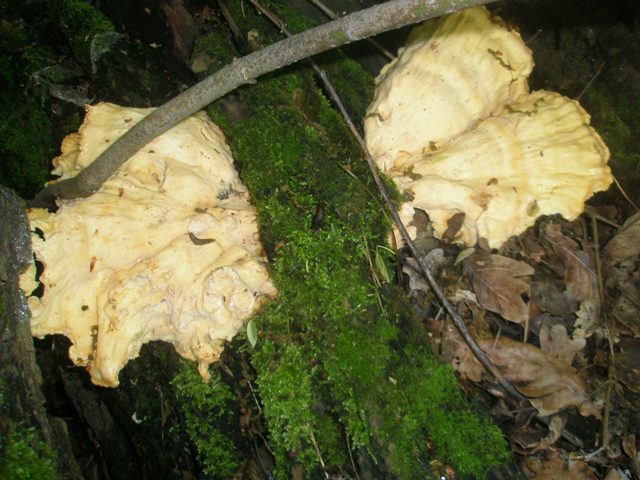 10laetiporus_sulphureus_5.jpg