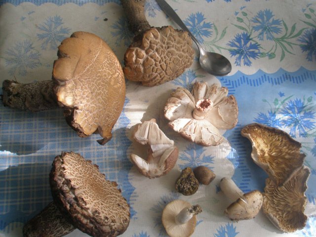 11leccinum_versipelle_4.jpg