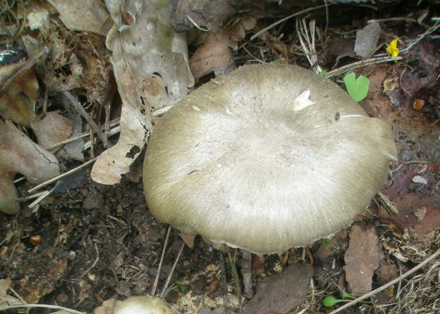 12megacollybia_platyphylla_1.jpg