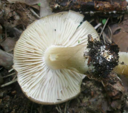 13megacollybia_platyphylla_2.jpg