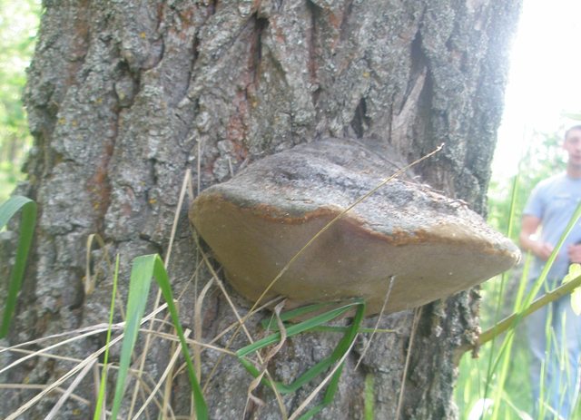 17phellinus_sp_1.jpg