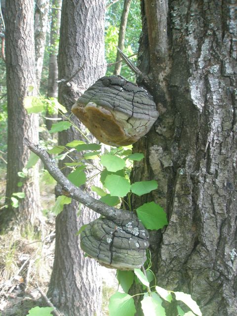 19phellinus_sp_5.jpg