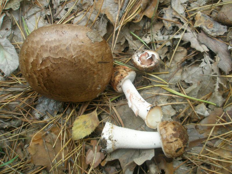 1_agaricus_silvaticus_1b.jpg