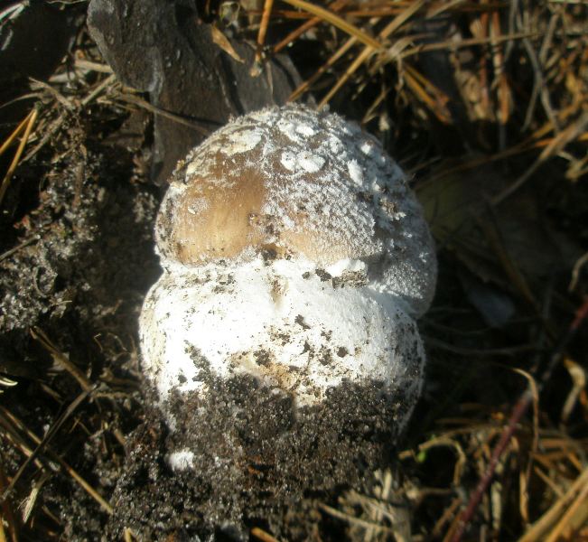 1_amanita_pantherina_0.jpg