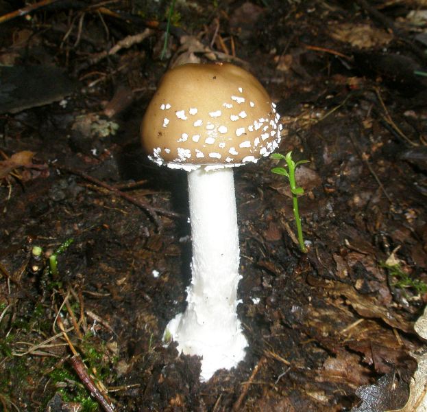 1_amanita_pantherina_1.jpg