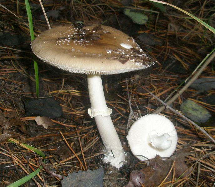 1_amanita_pantherina_2.jpg