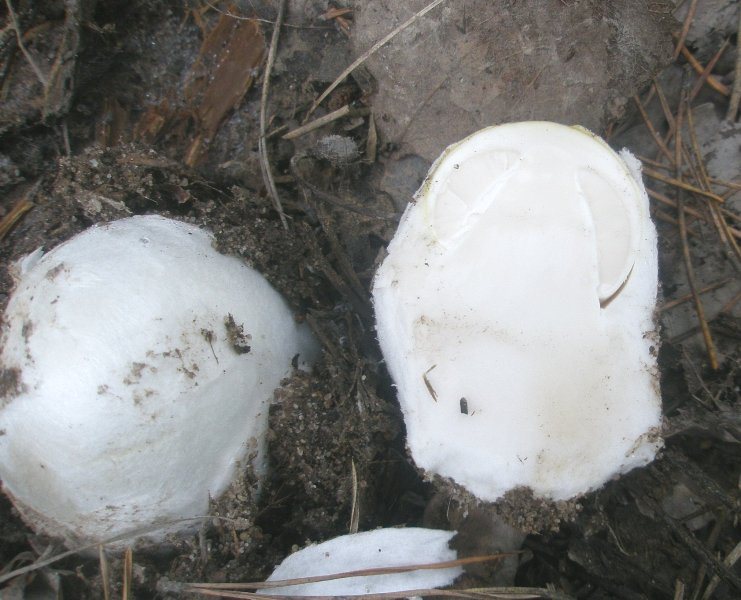 1_amanita_phalloides_0.jpg