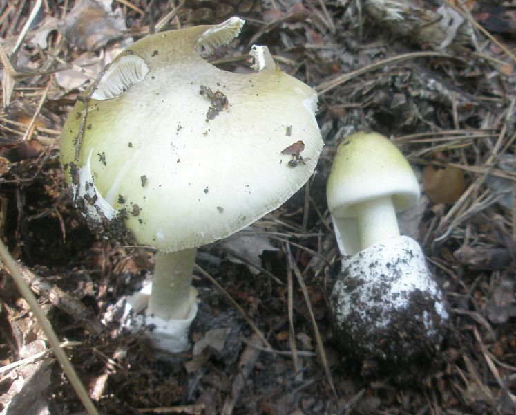 1_amanita_phaloides.jpg