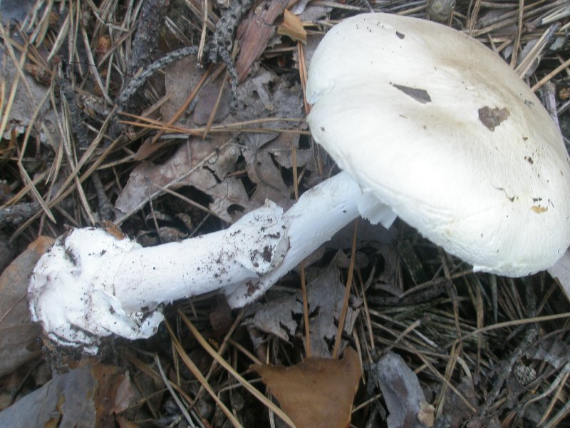 1_amanita_phaloides_1.jpg