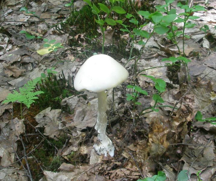 1_amanita_virosa.jpg