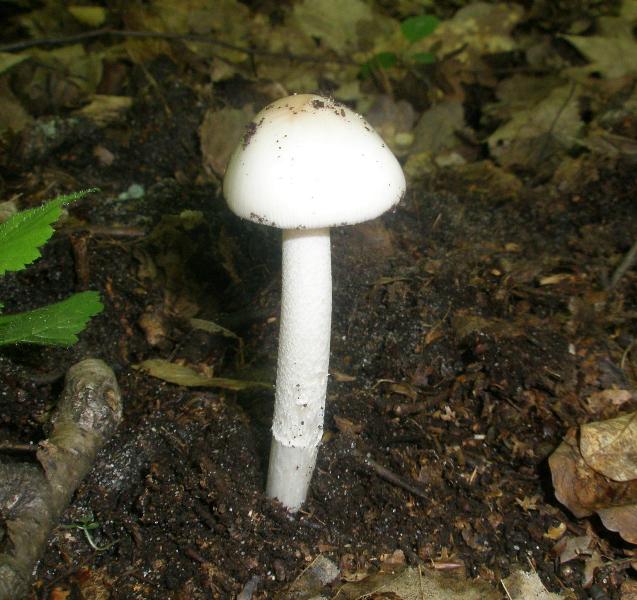 1_amanitopsis_sp_1.jpg