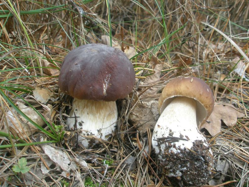 1_boletus_edulis_var_pinophillus.jpg