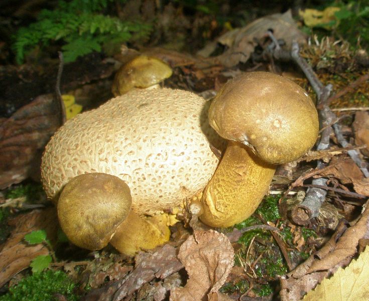 1_boletus_parasiticus_1a.jpg