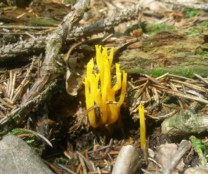 1_calocera_viscosa_2.jpg