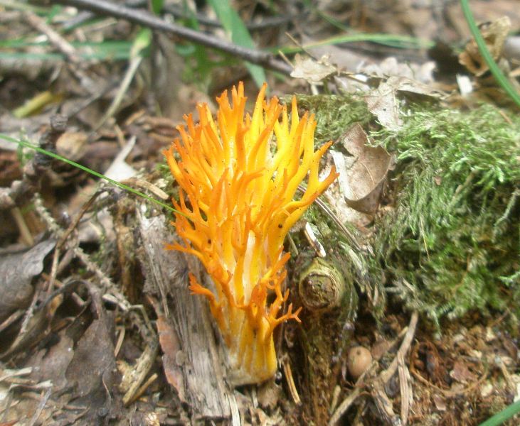 1_calocera_viscosa_3.jpg