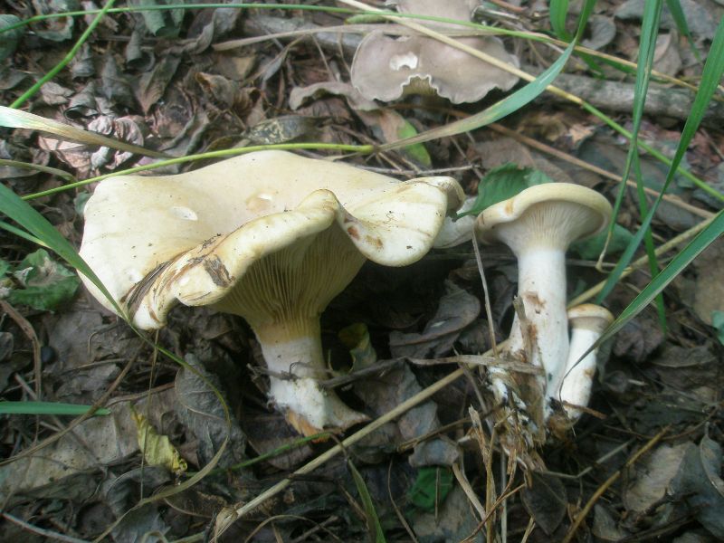 1_clitocybe_geotropa_1.jpg