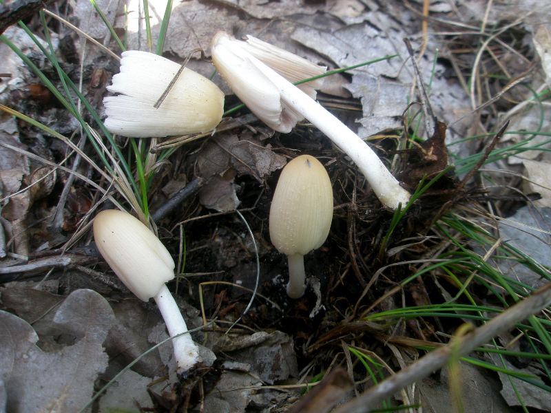 1_coprinus_sp_1.jpg