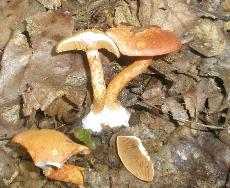 1_cortinarius_bolaris_2.jpg