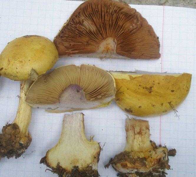 1_cortinarius_elegantior_1b.jpg