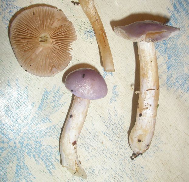 1_cortinarius_lazureus_2.jpg