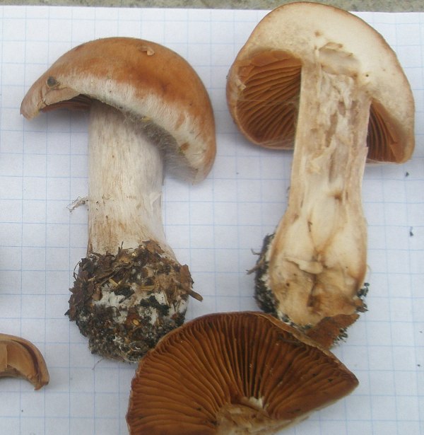 1_cortinarius_sp_6a.jpg