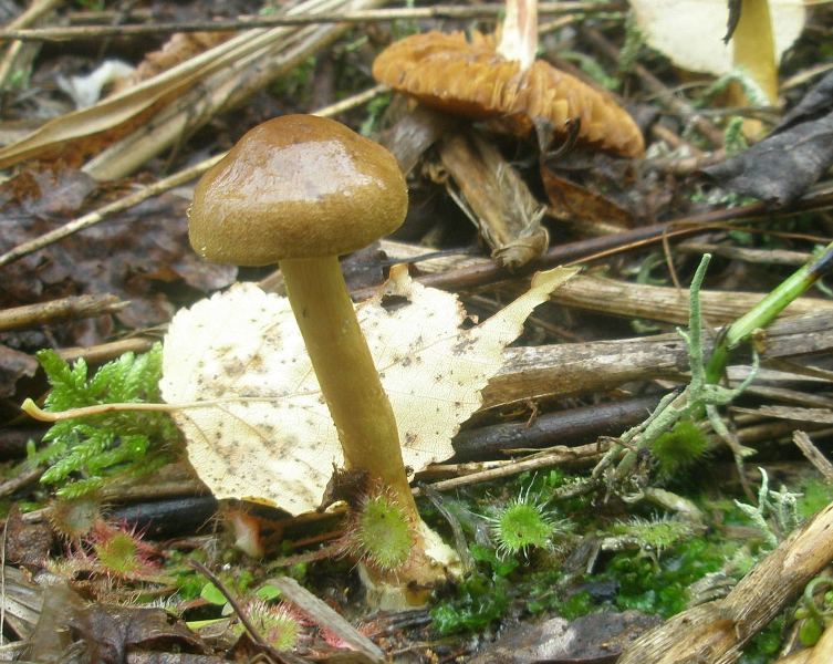 1_cortinarius_sp_venetus_1.jpg