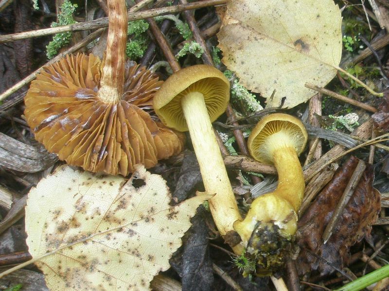 1_cortinarius_sp_venetus_1a.jpg