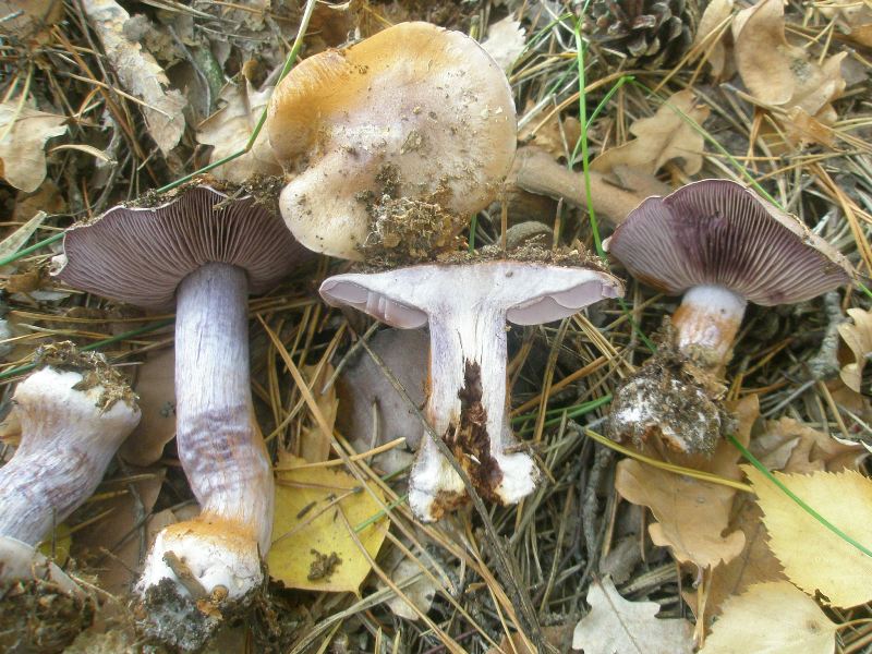 1_cortinarius_variecolor.jpg