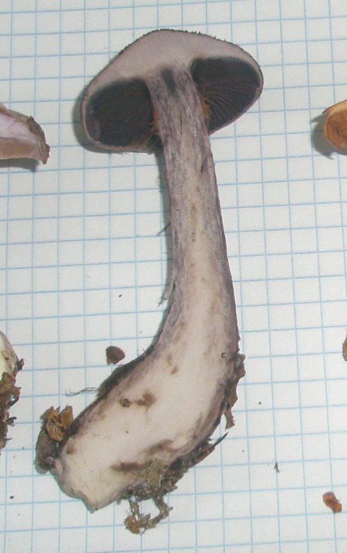 1_cortinarius_violaceus_4a.jpg